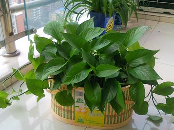 剛剛裝修完朋友讓買盆綠蘿去污染，綠蘿真的有用嗎？