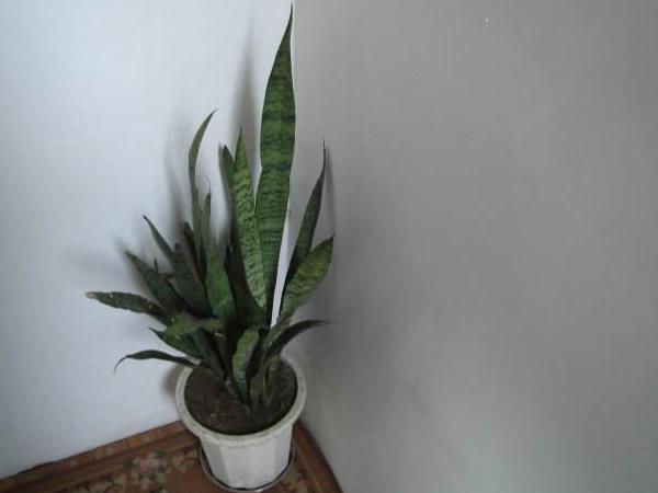 剛剛裝修完朋友讓買盆綠蘿去污染，綠蘿真的有用嗎？